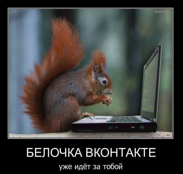 Шутки про белочку