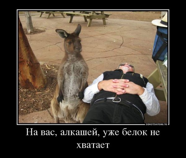 Демотиваторы с белками