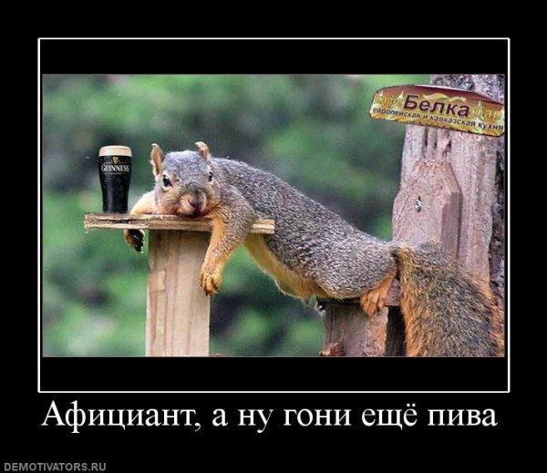 Демотиваторы с котами