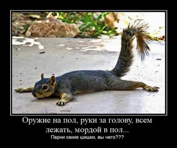 Демотиваторы с белками
