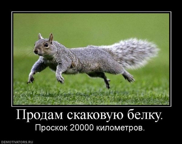 Шутки про белок