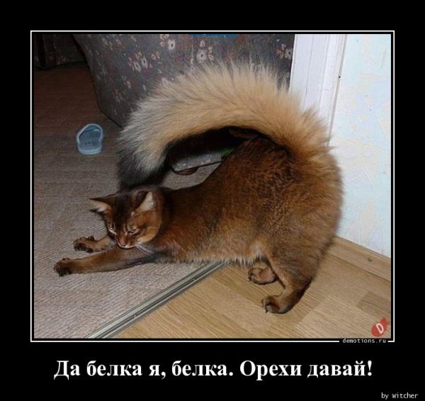 Злая белка