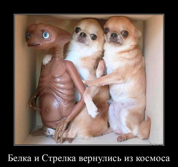 Шутки про белок