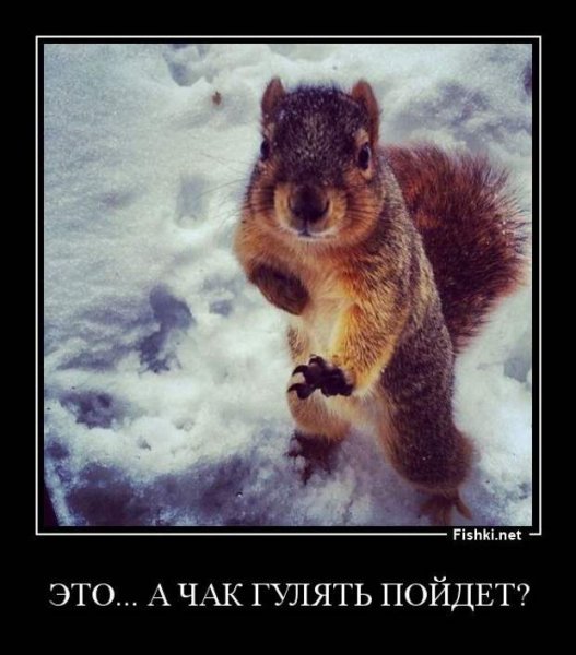 Шутки про белку