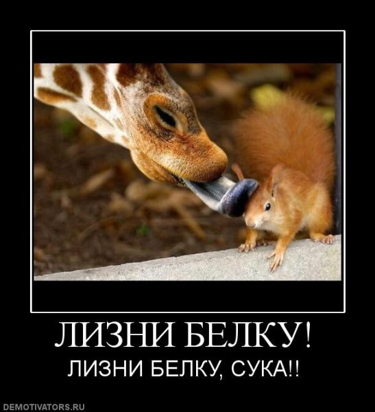Демотиваторы с белками