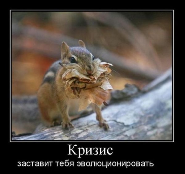 Белочка прикол