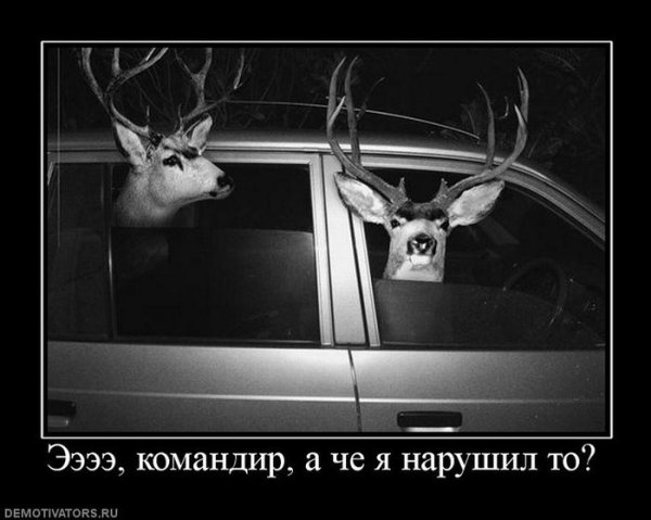 Олень демотиватор