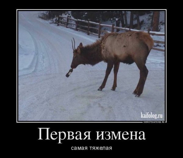 Олень приколы про измену