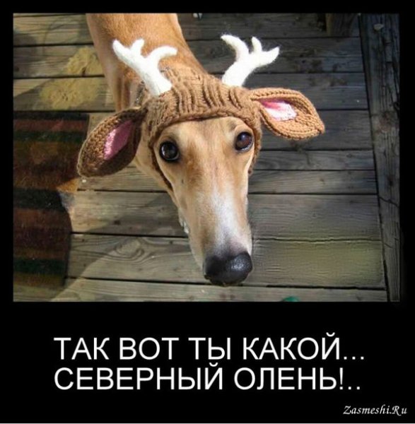 Олень прикол