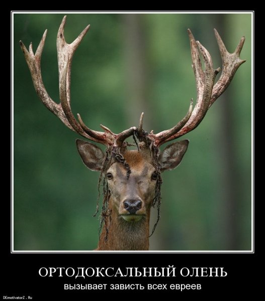 Олень юмор