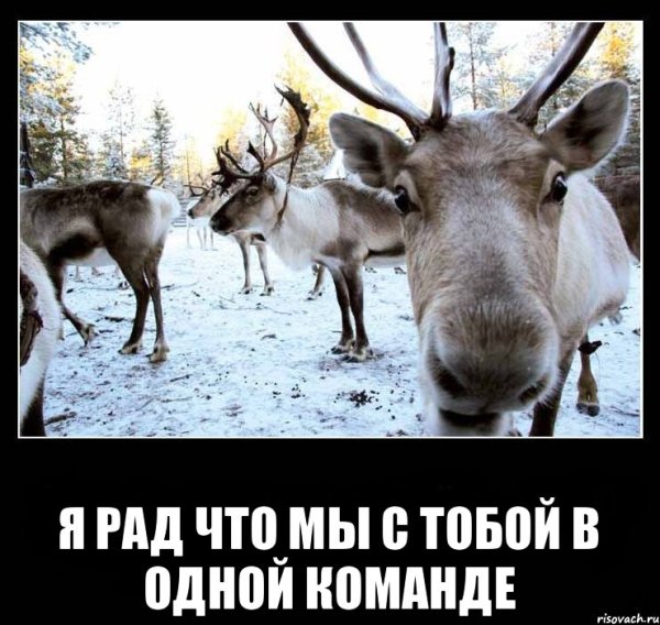 Приколы про Олений
