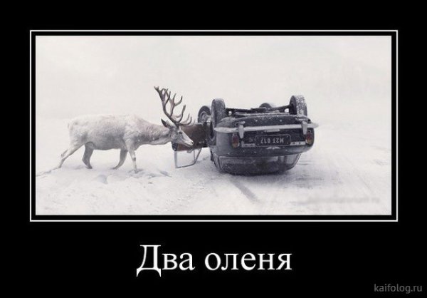 Олень демотиватор
