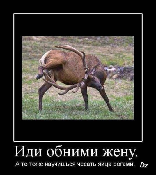 Олень демотиватор