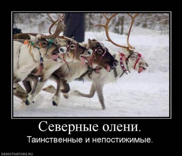 Олень юмор