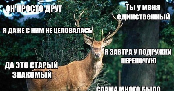 Муж олень