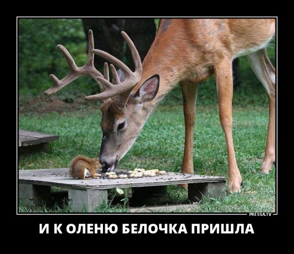 Олень демотиватор