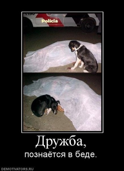 Грустные демотиваторы про собак