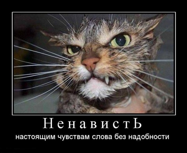 Злой кот юмор