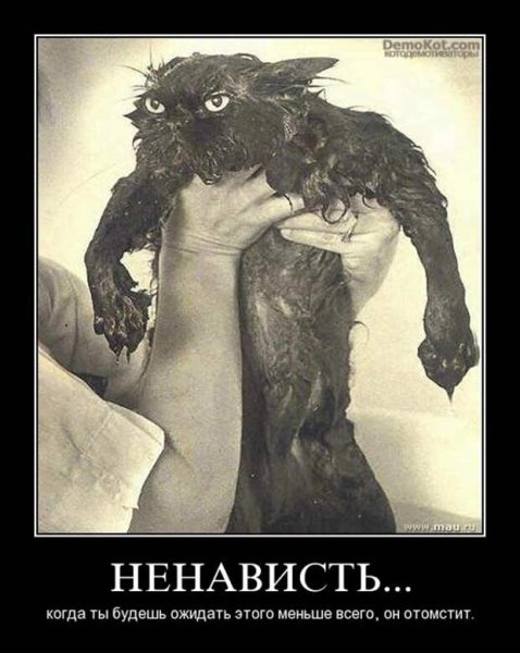 Приколы про ненависть