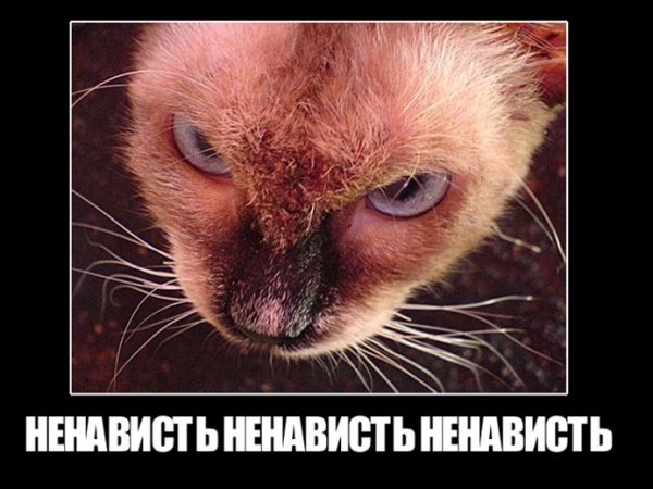 Приколы про ненависть
