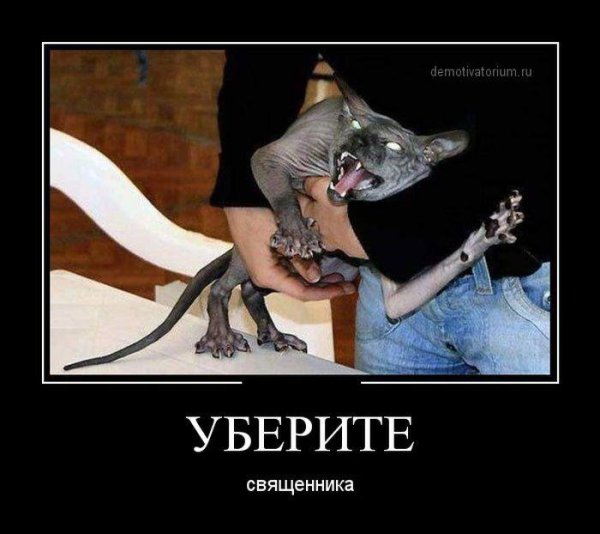Демотиваторы с котами