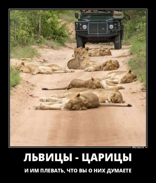 Шашлык юмор