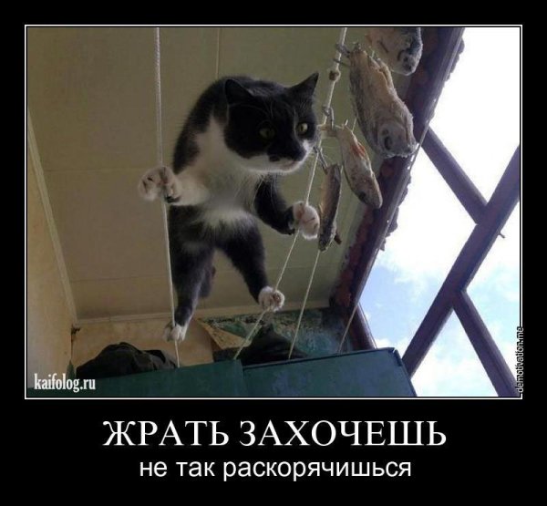 Кот мотиватор