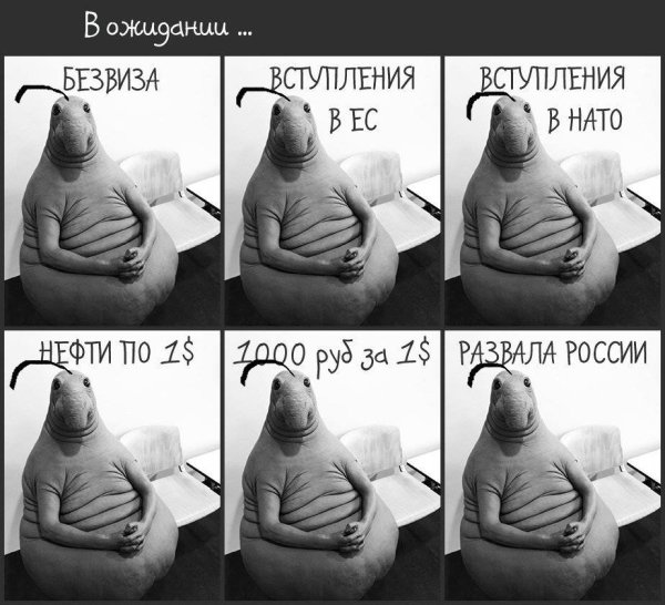 Ждун Мем