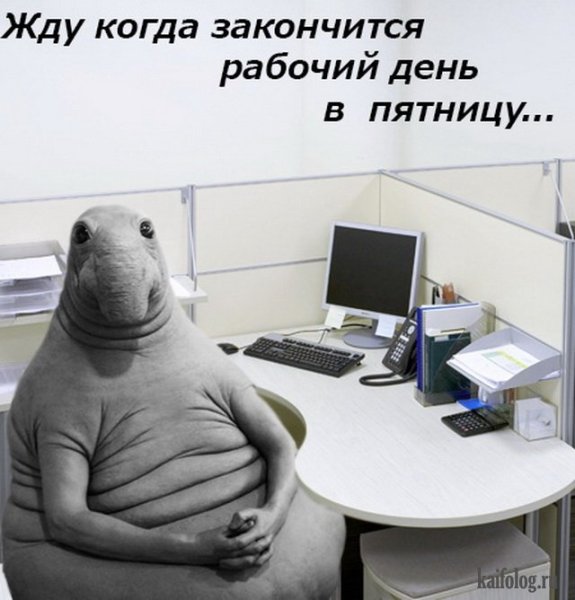 Ждун я жду