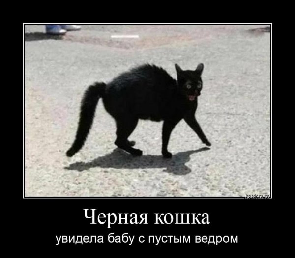 Демотиваторы кошки