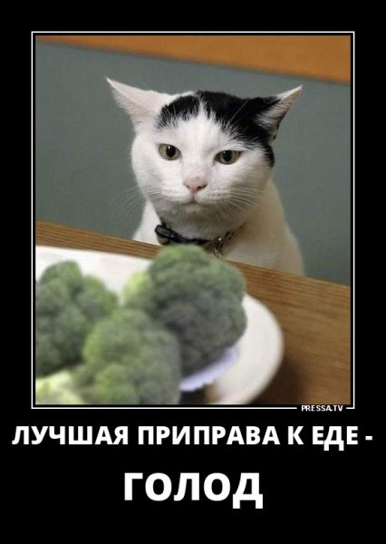 Голод лучшая приправа