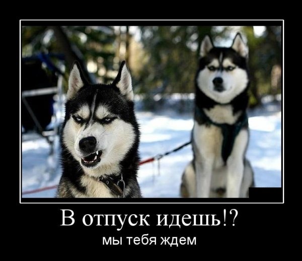 Хаски демотиватор