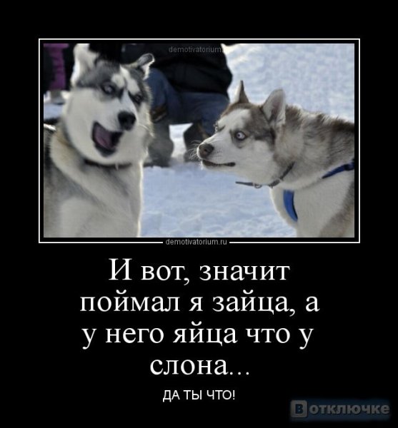 Хаски демотиватор