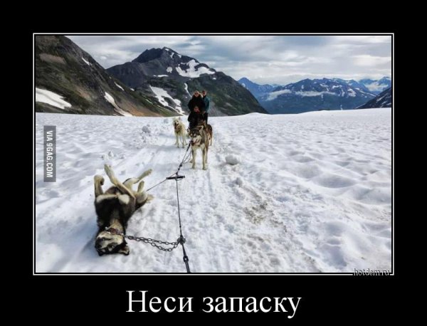 Хаски демотиватор