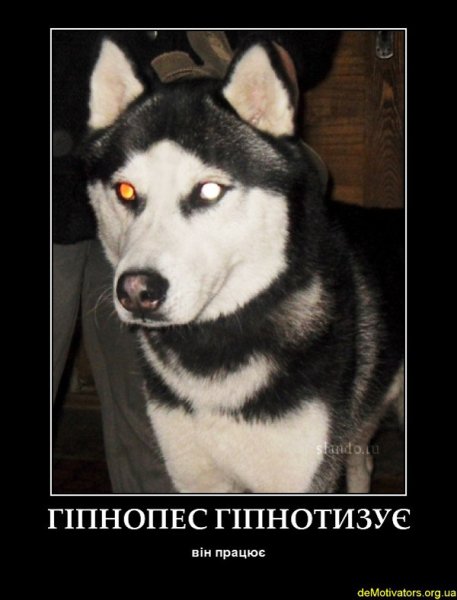 Хаски демотиватор