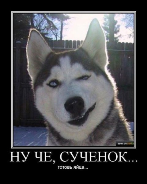 Хаски демотиватор