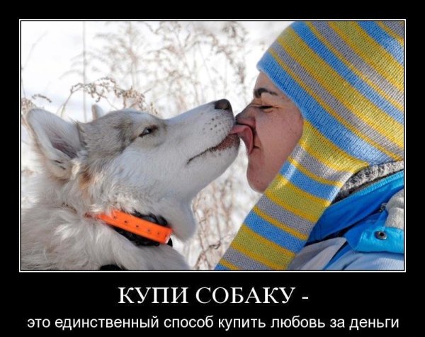 Собака подозревака хаски