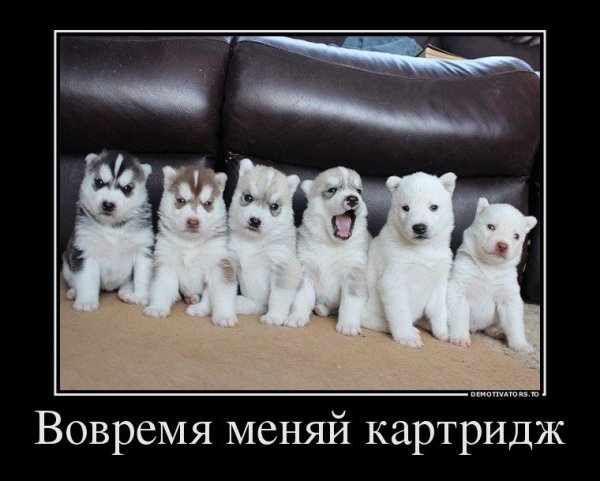 Смешные демотиваторы с хаски