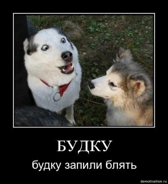 Смешные демотиваторы с хаски