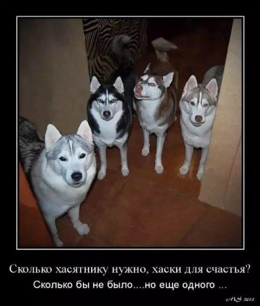 Хаски демотиватор