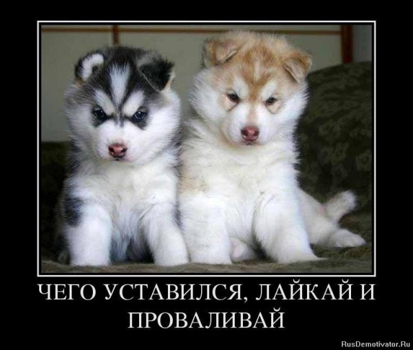Пускайте животных погреться