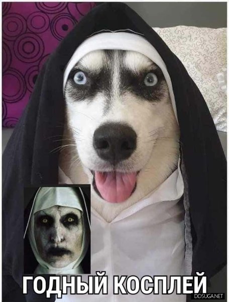 Хаски демотиватор