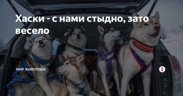 Хаски собака в квартире