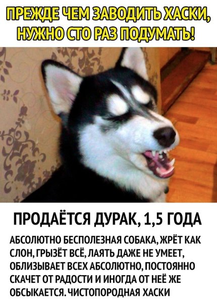 Смешные демотиваторы с хаски