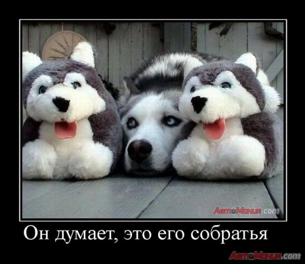 Никогда не стригите хаски