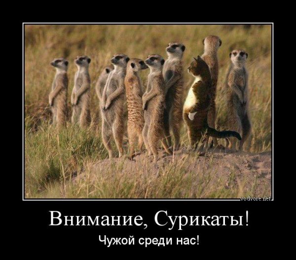 Свой среди чужих прикол