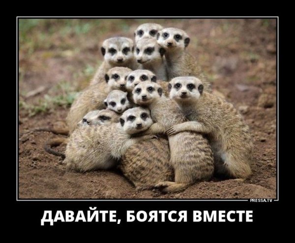 Сурикаты демотиваторы