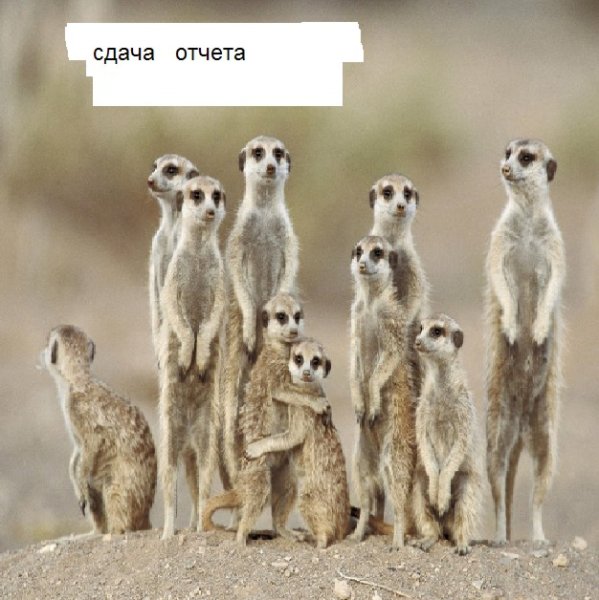 Приколы про сурикатов