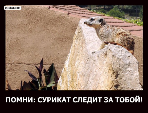 Мемы с сурикатами