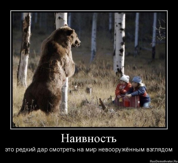 Шутки про медведя